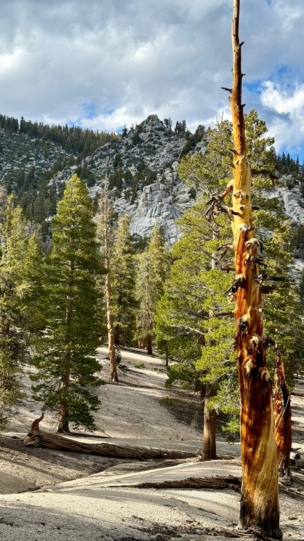 Left my car at 1:30 PM near the first gate below the official Horseshoe Meadow Trailhead and headed south. Full of fear and doubt, but so unbelievably happy and thankful to have a loaded pack on my back again.

I kept wondering, had all the therapy paid off? So many hours of weight training with Caroline Girvan, pushing through pain with Jose at PT Solutions, red light therapy, trigger point work, supplements — all of it leading to this moment. Along the way I learned a lot about myself, the human body, and other people, but most of all I learned patience and forgiveness.

Every step down the trail felt like proof that healing isn’t always dramatic. Sometimes it’s just quietly showing up, one mile at a time, with gratitude for being able to carry the weight again. 🎒

Highlights from Afternoon 1:
🐄Crossing Mulkey Pass and seeing Mulkey Cow Camp a new pass and area for me
🪾Foxtail Pines!!!!!
💦Water everywhere
❄️Snow Plant
🌅Open green meadows
🥾Saw only 1 set of foot prints going opposite direction, no humans

🌟Cinder Cone, Red Hill & Bullfrog Meadow Peak Golden Trout Wilderness Solo Backpack
📅: May 14, 2026
🧭ROUTE:
1️⃣Mulkey Pass > Mulkey Meadow > Bullfrog Meadow > Tunnel Meadow