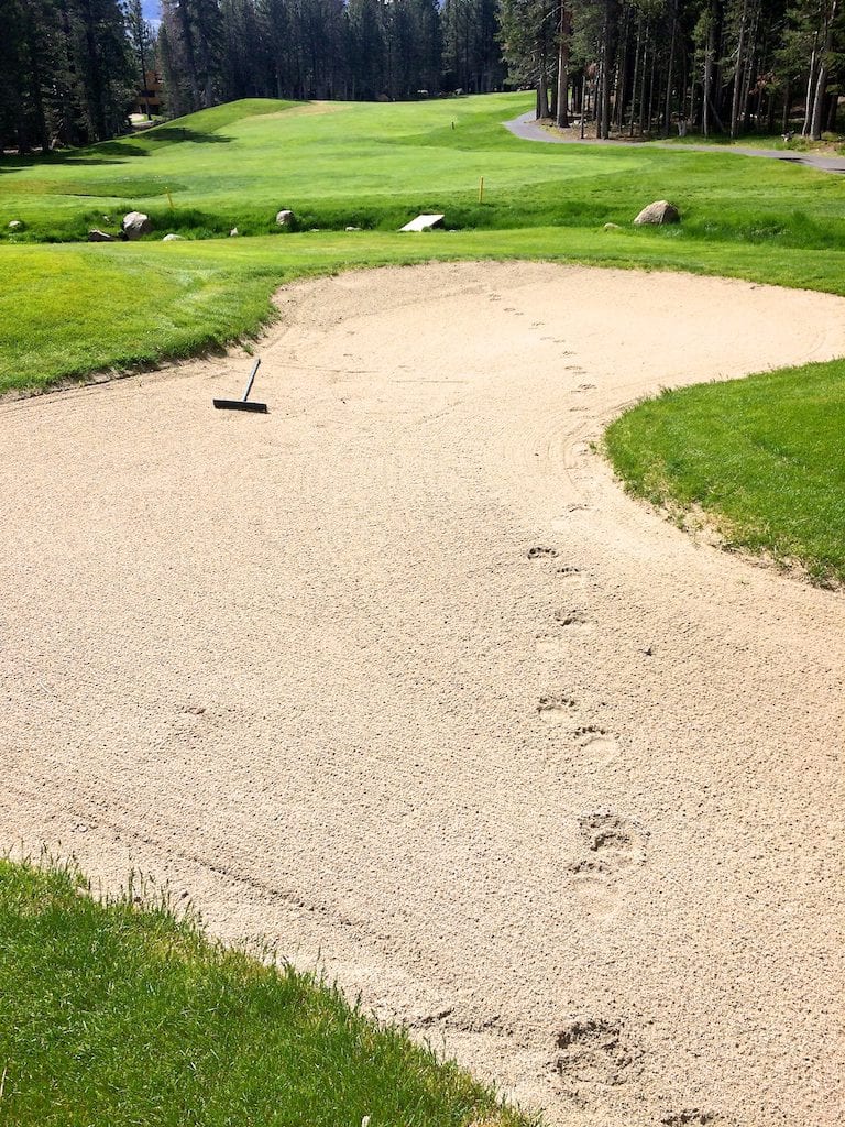 Fresh Bear Tracks - Sierra Star Golf Course