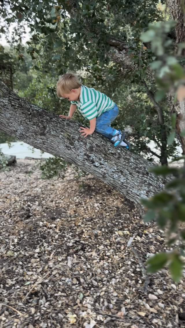 Sawyer FINALLY finds a climbable oak tree! 🪾🧗‍♂️🤩✋

Since he turned 2, he has had his eye on many of our trees wanting to climb them. All with impossible odds without tree climbing equipment. But in his toddler eyes he could. 

This day he found THE tree. #almostthree #outsidekids #outdoorfamiles #getoutside #naturelovers #outsidegrandparentshome